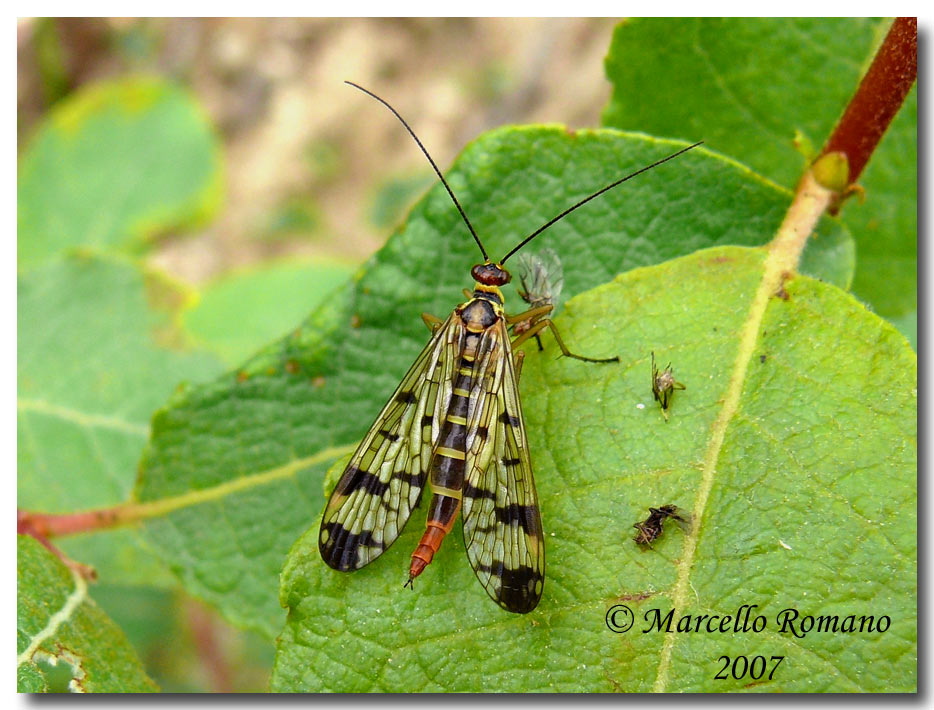 A spasso sulle Alpi Marittime: 4. Panorpa sp.